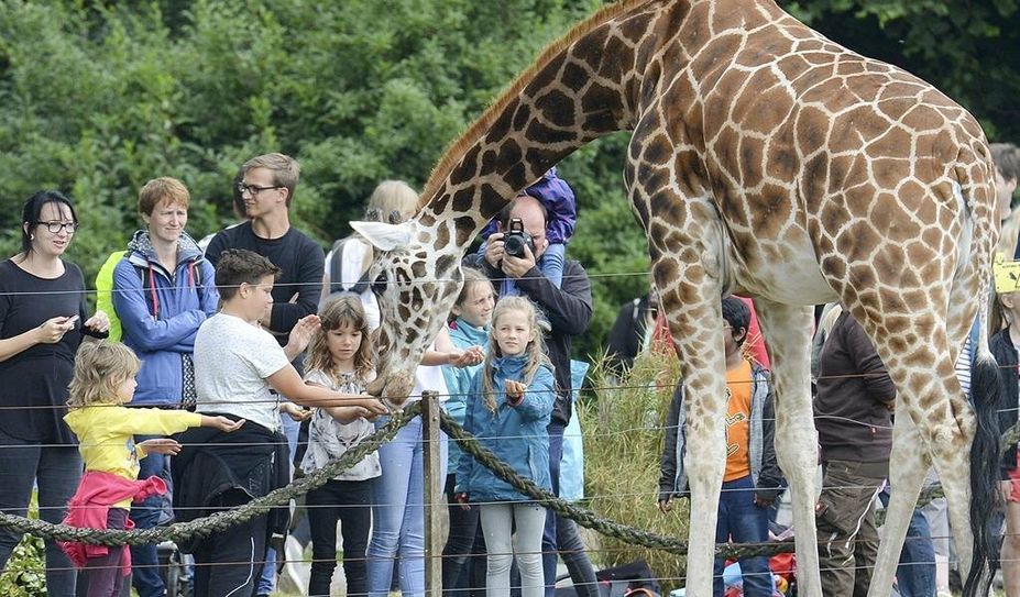 Den Giraffen ganz nah sein geht bei der Giraffenfütterung im Jaderpark.