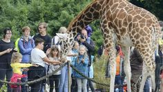 Den Giraffen ganz nah sein geht bei der Giraffenfütterung im Jaderpark.
