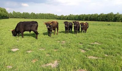 Auerochsen pflegen seit Anfang April das Naturschutzgebiet Huvenhoopsmoor, indem sie dort weiden.