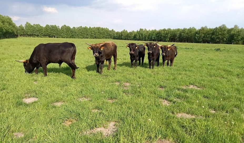 Auerochsen pflegen seit Anfang April das Naturschutzgebiet Huvenhoopsmoor, indem sie dort weiden.