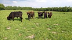 Auerochsen pflegen seit Anfang April das Naturschutzgebiet Huvenhoopsmoor, indem sie dort weiden.