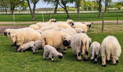 Die besonderes Tiere fühlen sich auf dem Hof Hellwig sehr wohl.