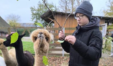 Den Alpakas beim Essen zusehen und sie selbst füttern - das war möglich auf dem Alpaka-Hof in Oerel.