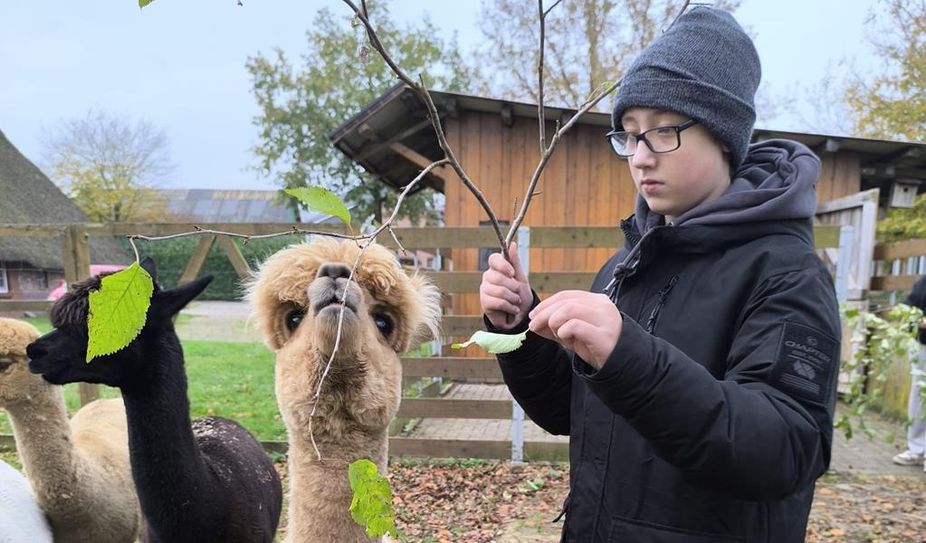 Den Alpakas beim Essen zusehen und sie selbst füttern - das war möglich auf dem Alpaka-Hof in Oerel.