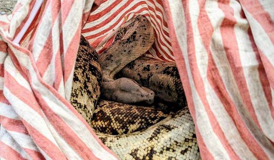 Beinahe regungslos aber lebendig wurde das Tier gefunden.