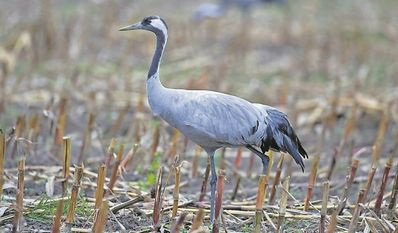Ein Kranich ist ein äußerst scheues Tier, das besser sehen kann als Menschen.