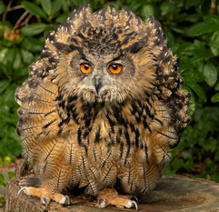 Eulen und Greifvögel stehen bei einer Führung im Vogelmuseum im Fokus.