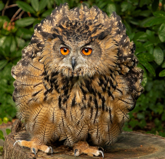Eulen und Greifvögel stehen bei einer Führung im Vogelmuseum im Fokus.
