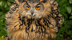 Eulen und Greifvögel stehen bei einer Führung im Vogelmuseum im Fokus.