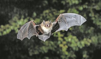 Eine Rauhautfledermaus auf der Jagd nach Insekten.