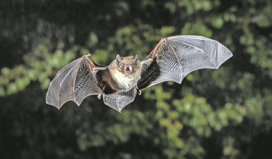 Eine Rauhautfledermaus auf der Jagd nach Insekten.