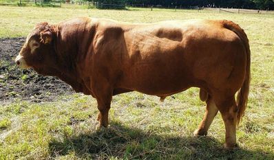 Bulle Carlos wartet darauf, dass man sein Gewicht schätzt.