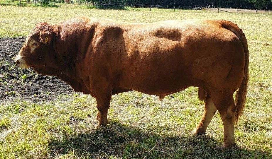 Bulle Carlos wartet darauf, dass man sein Gewicht schätzt.