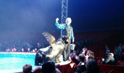Beim Classic Winter Circus sind erstmalig auch Seelöwen live dabei.