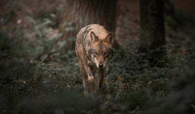 Der Wolf gehöre ebenso zu Niedersachsen wie die Weidetierhaltung, sagt Umweltminister Christian Meyer.