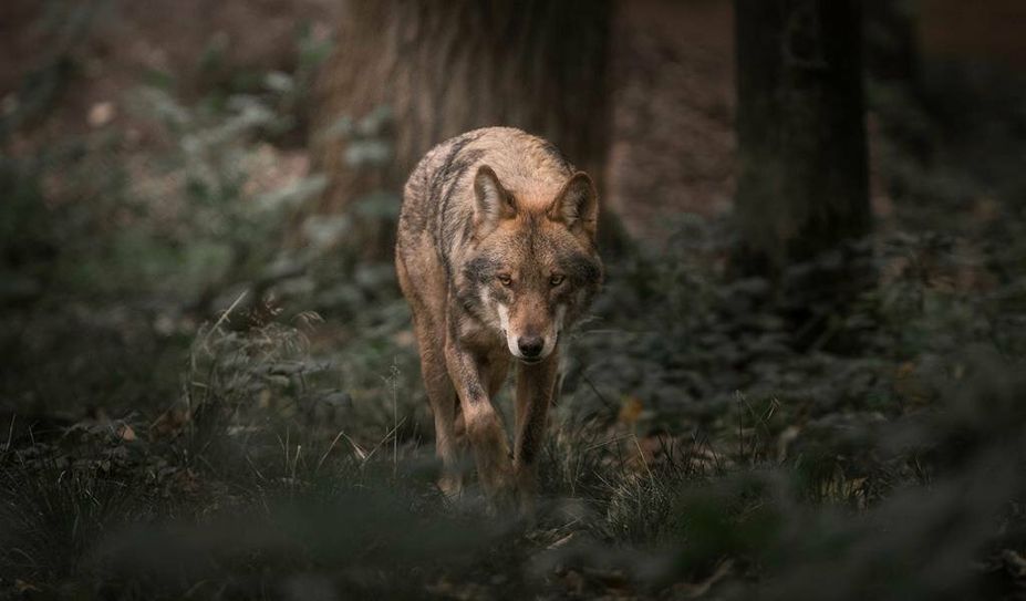 Der Wolf gehöre ebenso zu Niedersachsen wie die Weidetierhaltung, sagt Umweltminister Christian Meyer.