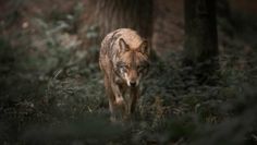 Der Wolf gehöre ebenso zu Niedersachsen wie die Weidetierhaltung, sagt Umweltminister Christian Meyer.