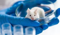 Mäuse werden am häufigsten für Tierversuche eingesetzt.