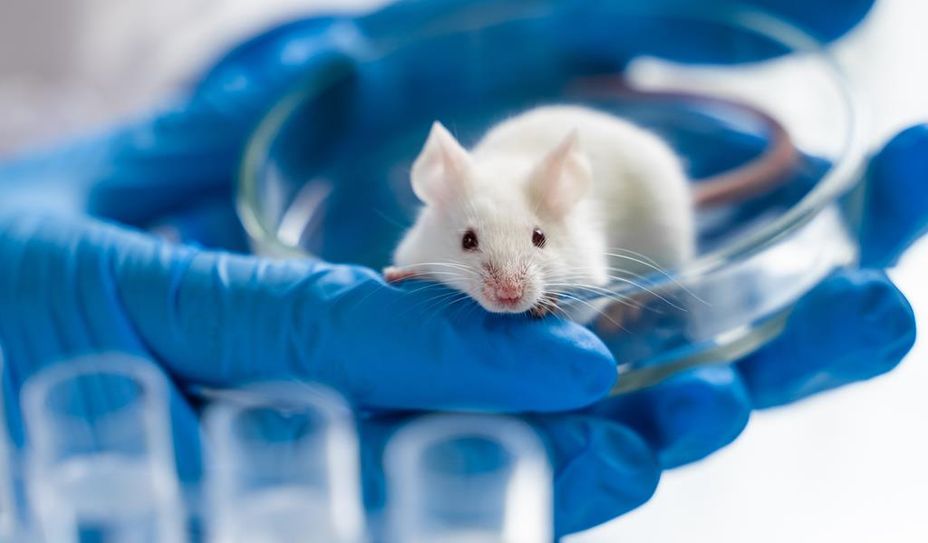Mäuse werden am häufigsten für Tierversuche eingesetzt.