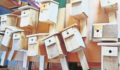 Die Nistkästen bieten Platz für viele Vögel in Gnarrenbburg.