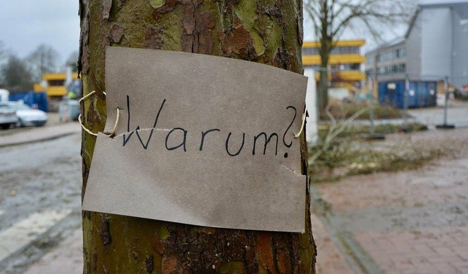 Baumschützer:innen fragen sich, „Warum“ die vermeintlich geschützten Bäume gefällt wurden.