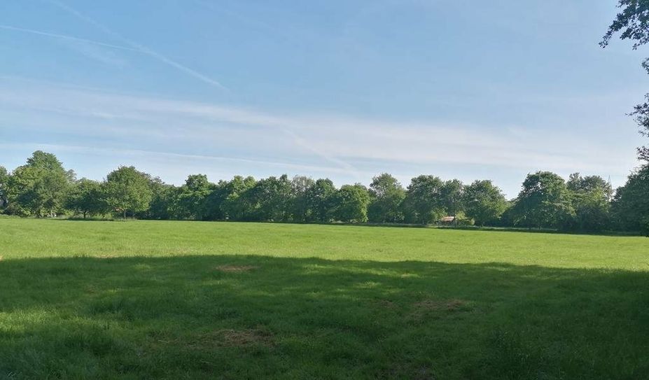 Die Freifläche mit den Bäumen und Wallhecken, die gerodet werden sollen.