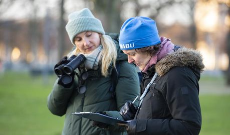 Die „Stunde der Wintervögel“ ist Deutschlands größte Vogelzählung für alle. Ganz gleich, ob jemand zum ersten Mal die Arten bestimmt oder schon länger begeistert beobachtet.