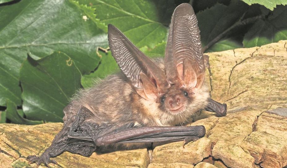 Das braune Langohr trägt ihren Namen unverkennbar dank ihrer großen Ohren.