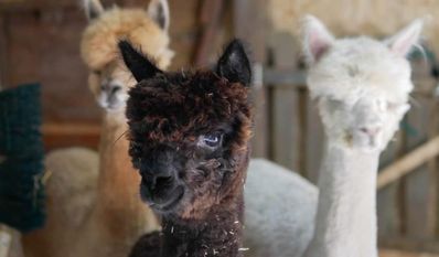 Karl (weiß), Horst (braun) und Willi (schwarz) sind bereit, gestreichelt zu werden.