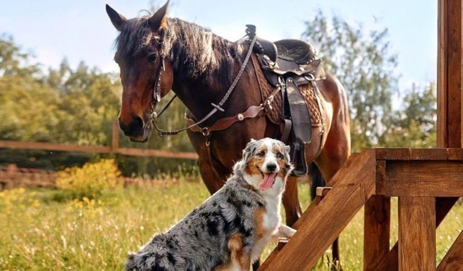 Ob Pferd, Hund oder Katze - bei dier Haustiermeile ist für alle das passende Angebot dabei.