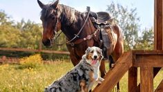 Ob Pferd, Hund oder Katze - bei dier Haustiermeile ist für alle das passende Angebot dabei.