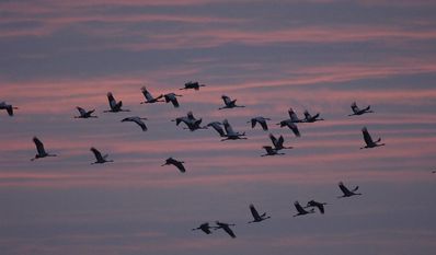 Tausende Kraniche machen im Teufelsmoor einen Zwischenstopp auf ihrer langen Winterreise ins Warme. Der NABU lädt ein, das Naturschauspiel zu beobachten.