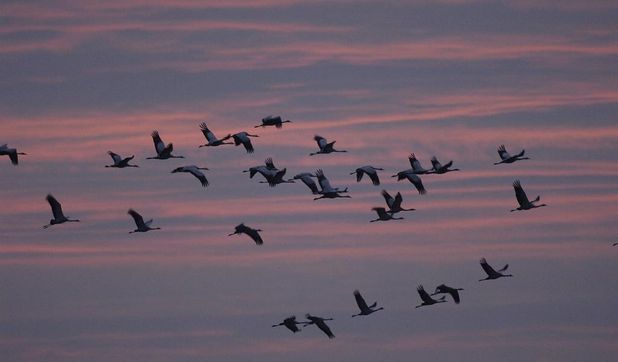 Tausende Kraniche machen im Teufelsmoor einen Zwischenstopp auf ihrer langen Winterreise ins Warme. Der NABU lädt ein, das Naturschauspiel zu beobachten.