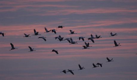 Tausende Kraniche machen im Teufelsmoor einen Zwischenstopp auf ihrer langen Winterreise ins Warme. Der NABU lädt ein, das Naturschauspiel zu beobachten.