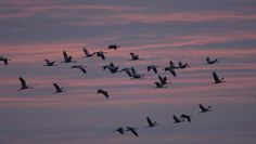 Tausende Kraniche machen im Teufelsmoor einen Zwischenstopp auf ihrer langen Winterreise ins Warme. Der NABU lädt ein, das Naturschauspiel zu beobachten.