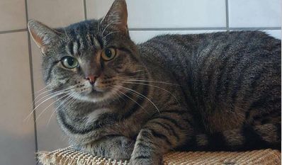 Foto: Tiere in Not e.V.