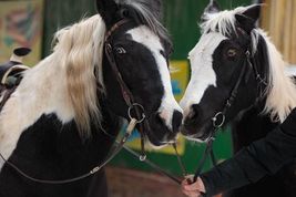 Kalli Köllner bietet neben dem Streichelzoo auch Pferde- und Ponyreiten an.