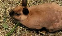 Fotos: Tiere in Not e.V.