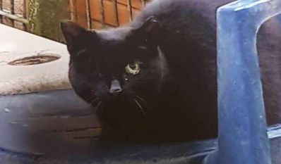 Foto: Tiere in Not e.V.