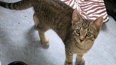 Foto: Tiere in Not e.V.