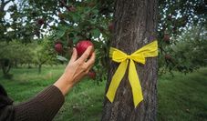 HIer darf gepflückt werden.