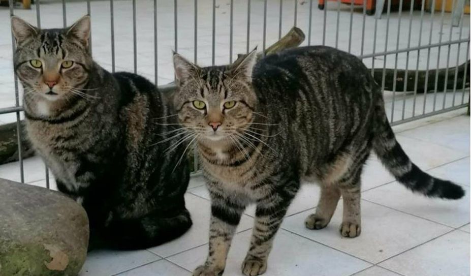 Foto: Tiere in Not e.V.