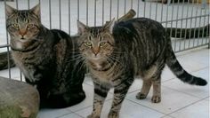 Foto: Tiere in Not e.V.