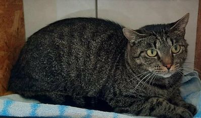 Foto: Tiere in Not e.V.