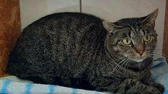 Foto: Tiere in Not e.V.