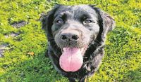 Freddy ist ein Teil unseres Lebens und wir sind für ihn sein ganzes Leben. Er ist mehr als nur ein Haustier, denn er ist auch unser Seelentröster. Wenn es mir schlecht geht und Freddy zu mir kommt, geht es mir schnell wieder gut. Denn wenn ich ihn anschaue, dann sehe ich einen echten Freund. Selbst wenn ich Freddy mit zu meinem Arbeitsplatz nehme, hat er auf alle Kolleginnen eine beruhigende Wirkung und egal wann ich nach Hause komme, er freut sich immer.
Christina Rotondo-Renken aus Gnarrenburg