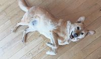Am 19. Dezember 2019 kam Moritz zu uns. Er saß vier Jahre im Tierheim in Ungarn, sein Leben davor fristete er als Kettenhund - bis der Hof abbrannte. Da es ihm schlecht ging wurde eine End­pflegestelle für ihn gesucht. Er ist schließlich 2002 geboren, war 2019 also schon 17 Jahre alt. Der Plan: für seine letzten Wochen sollte er nochmal erfahren, wie es ist, wenn man ein schönes Zuhause hat. Daraus wurden nun fast vier Jahre. Nun ist er 21 Jahre alt. Er ist ein fröhlicher, toller Hund, der sein Leben genießt und sehr geliebt wird. Mit unserer Hündin Cala, jetzt sieben Jahre, hat er eine treue Freundin an der Seite. - Susanne Beinert Hoffmann aus Ritterhude