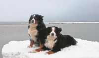 Wir waren im Januar 2010 auf Römö in Dänemark. Es war sehr kalt und der Strand war voll mit Packeis. Über Nacht drehte sich der Wind von West nach Ost. Am nächsten Tag war die riesige Eisfläche verschwunden und nur einige große Eisschollen lagen noch am Strand. Auf denen hatten es sich unsere beiden Berner Sennenhunde Eros und Aris bequem gemacht. Sie leibte das kalte Wetter. Unsere beiden Berner Sennenhunde waren treue Begleiter. 
Martin Garbade aus Osterholz-Scharmbeck