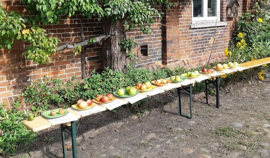 Sortenbestimmung der Äpfel aus dem eigenen Garten von Besucherinnen und Besuchern des Herbstfestes.