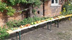 Sortenbestimmung der Äpfel aus dem eigenen Garten von Besucherinnen und Besuchern des Herbstfestes.